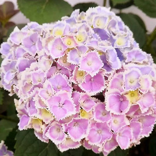 ���������Ԏ����o�M���ļ������҃ȾGֲͥԺ���@�ͺ����B��ֲ��