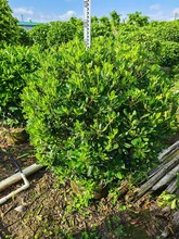 基地直供海桐球花叶女贞球米兰球山瑞香球庭院精品球形