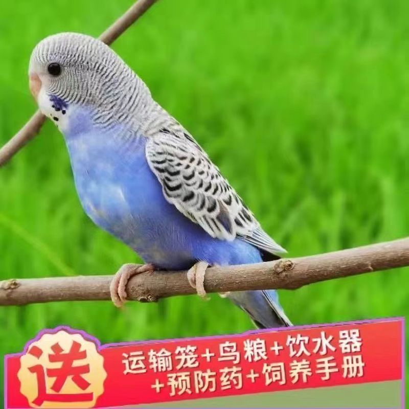 大头鹦鹉虎皮金彩可教说话可繁殖宠物鸟送运输笼鸟粮大礼包包邮厂|undefined
