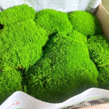 ����̦�\A�������M�~�װl�\������ֲ̦��҃Ⱦ��^�쾰�G̦�\��