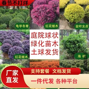 һ�����l�t���^ľ��t�~ʯ�����綬���S���ɭŮؑ��ͩ��ͥԺ��