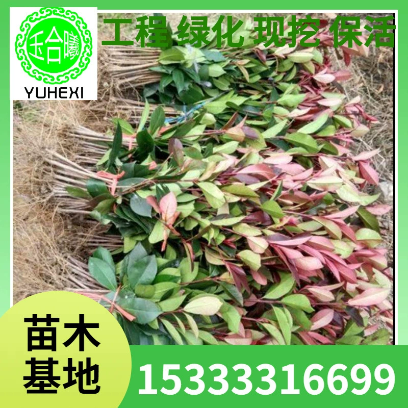 Оптовые поставки высоких красных ягодных веток боярышника и шариков боярышника для проектов озеленения дворов вилл, скидки на большие объемы.