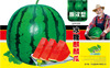 Rock Sugar Kirin Watermelon seed farmland Vegetable Early Fruits Fruits Round Pork Red Crispy Skin Thin Watermelon Seeds