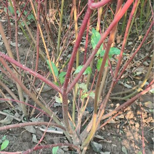 �����t�����؅����t��ľ���֧�ͺ���ľ�m�������½��G��