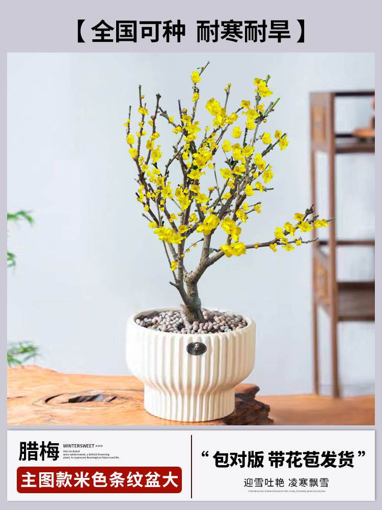 핫셀링 메인 사진 스타일 [선택된 윈터스윗 + 대형 베이지 스트라이프 화분] (개화기에는 꽃이 피고 재발행되지 않습니다)