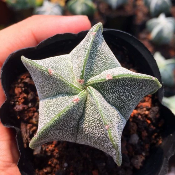 Luan Fengyu Wujiao Baisha Luan Fengyu Fairy Ball Летние виды 4-6 см