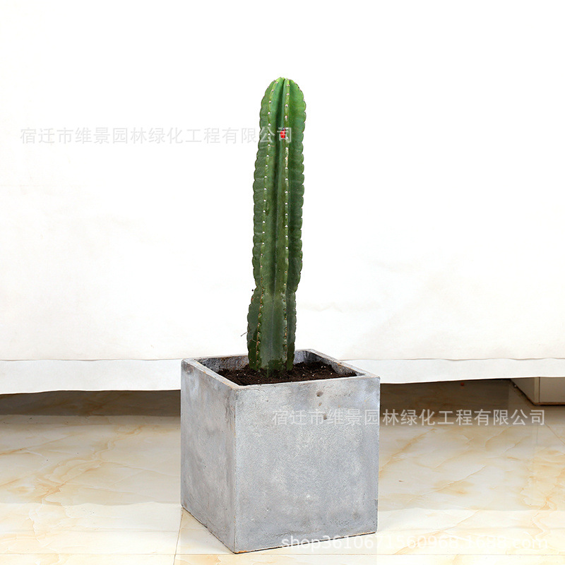 仙人柱量天尺盆栽北欧风室内大型客厅好养多肉植物无刺仙人掌绿植-阿里巴巴