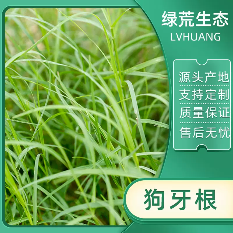 边坡草坪草皮草籽（包衣）狗牙根矿山复绿荒坡治理生态修复多年生