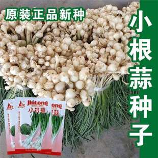 Small-Rooted Garlic Seeds, Mountain Garlic, Wild Garlic, Shallot Seeds, Sowing in All Seasons, Good Cold Resistance, Balcony Garden Cultivation Vegetable Seeds