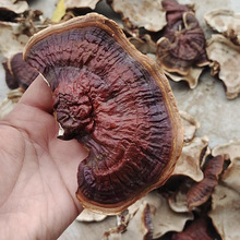 金边灵芝 灵芝小香芝深山采摘菌香味足 煲汤 泡酒 煮茶水