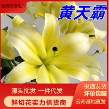 黄天霸黄色香水百合鲜花批发云南基地直发水培鲜切花摆摊插花插瓶