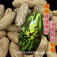千眼菩提佛心果原籽原料千眼菩提佛心果彩果老果金包玉绿板芙板芙