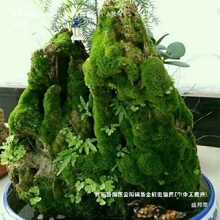 �S����ˮʯ��ˮʯ̦�\�N�����ӷ��辰��ֲ̦�ﻨ���b�΢���^�c