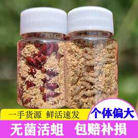 包邮大号鲜活体蛆肉蛆虫鲫鱼鲤鱼蛆虫野钓红蛆活蛆牙子白洪