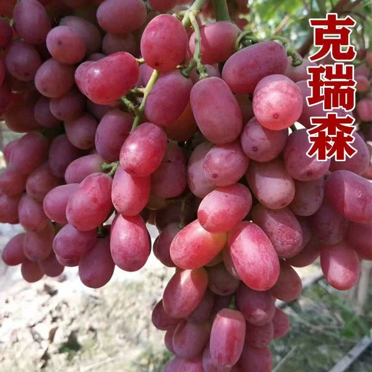 [Поставка] Рассада винограда Криссон Чистота Криссон Добро пожаловать на покупку (Рисунок) Рассада винограда Шаньдун