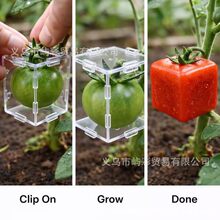 �羳Fruit Shaping Mold for Growing Unique ˮ������ģ��