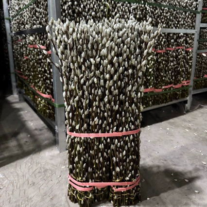 50cm экспортный сорт А, свежие ветви серебряной ивы, основа серебряной ивы, оптовая продажа, собственное производство и продажа