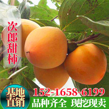 日本甜柿树苗新次郎甜柿苗嫁接柿子苗脆甜柿子苗南北方种植果树苗