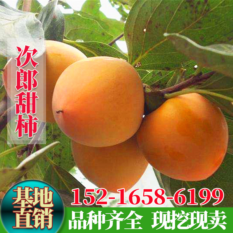 日本甜柿树苗新次郎甜柿苗嫁接柿子苗脆甜柿子苗南北方种植果树苗
