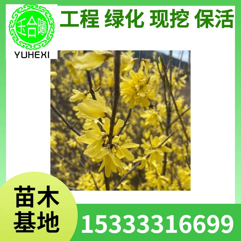 Северо-восточная тунбергия, саженцы тунбергии, большие кучи тунбергии, шарики тунбергии, питательная чашка тунбергии, зеленая изгородь тунбергии, инженерное зеленение тунбергии