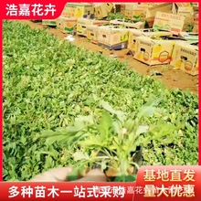 ������r��С�����Թ��@С�^�G�������ļ�����������B�׻���