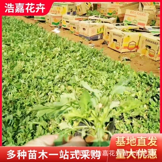 吉祥草鲜花小苗盆栽公园小区绿化用苗四季常青用苗好养易活吉祥草