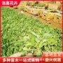绿化公园小区盆栽吉祥草