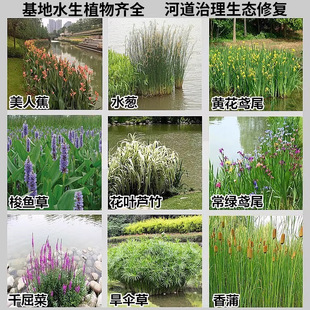 ˮ�໨�����˽�ˮ���������S���ѻ��~��������ˮ��ֲ�����ֱ�l