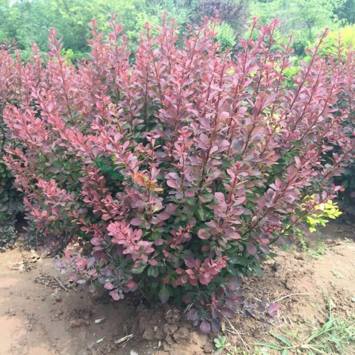 苗圃直销园林绿化苗木树苗庭院植物彩色树种红叶小檗紫叶小檗花苗