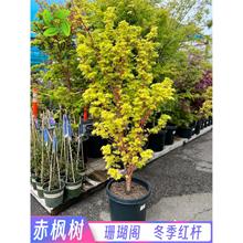 赤枫树苗盆栽黄金枫庭院花园大型耐寒彩叶绿化风景树珊瑚阁红枫苗