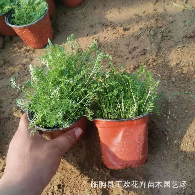 Травянистый сад Тиба Ландшафтное озеленение цветочного моря Ландшафтное озеленение цветочного парка