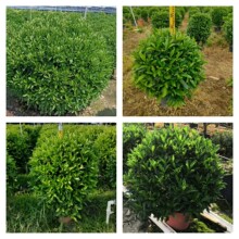 非洲茉莉球灰莉中山灌木绿植花卉基地批发市政工程苗
