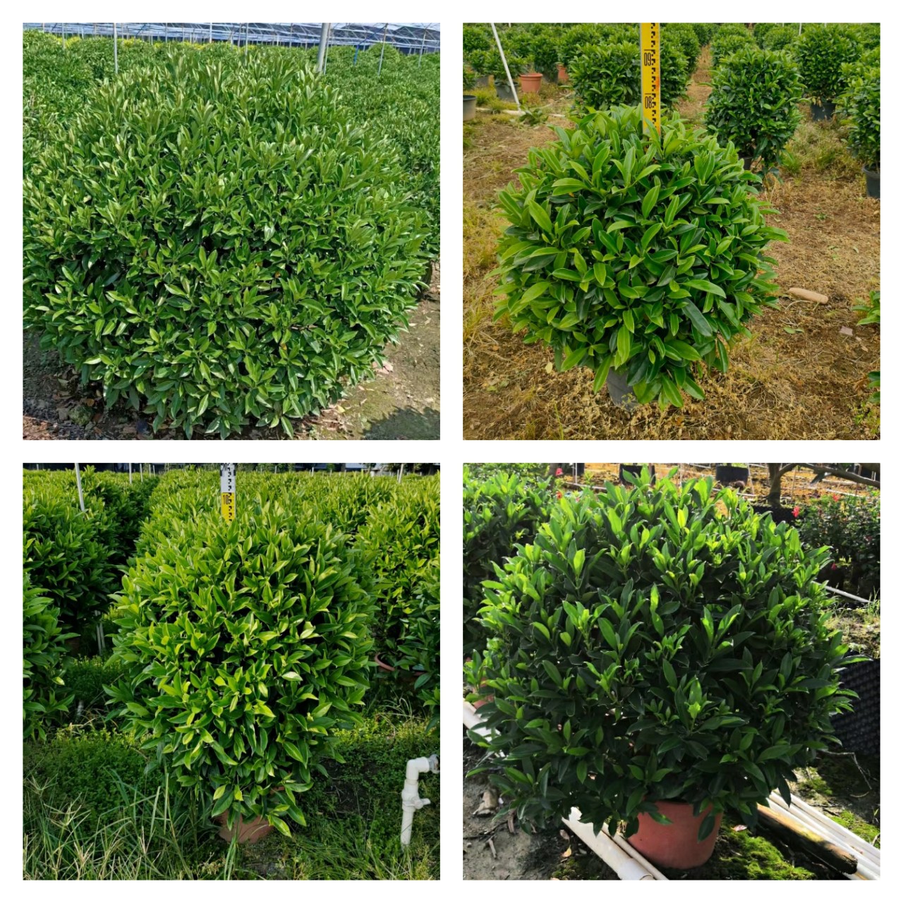 非洲茉莉球灰莉中山灌木绿植花卉基地批发市政工程苗