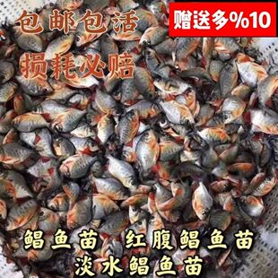 �t���|���K�~��,ֱ�l������]���ҾW�t���������~�ش�̖ �����~��