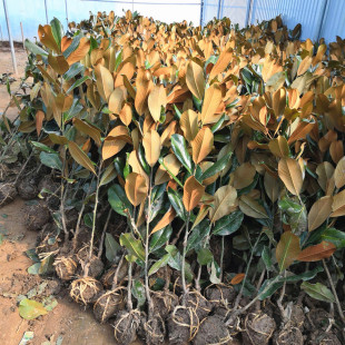 Magnolia Saplings, Lotus Magnolia Saplings, Courtyard Greening, Evergreen and Cold-Resistant Large Landscape Trees, Street Saplings