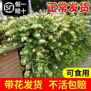 ��ʳ�ý��y����������ļ��_���������̨ͥԺ����ֲ���Ϙ�������