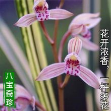 漂亮 兰花 八宝奇珍 建兰四季兰 浓香名贵缟艺盆栽绿植室内花卉