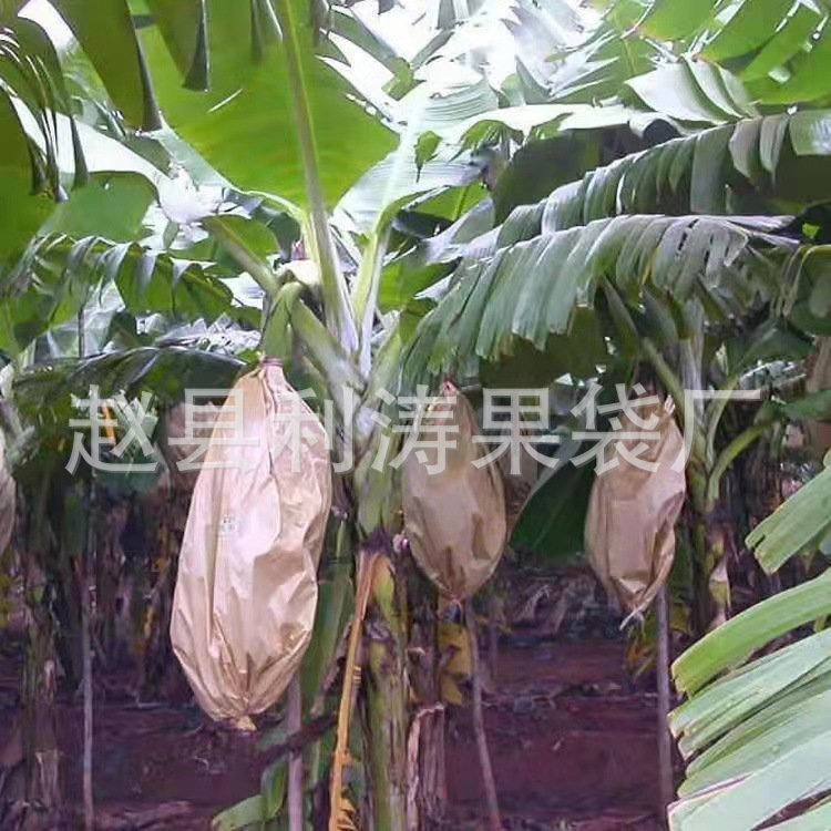 香蕉套袋保鲜瓜果保护袋农业网袋水果袋柚子护果袋专用环保材质