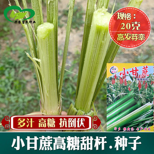 ������UС����N�� �r��ˈ@���촺�Ĳ��o������֭�������