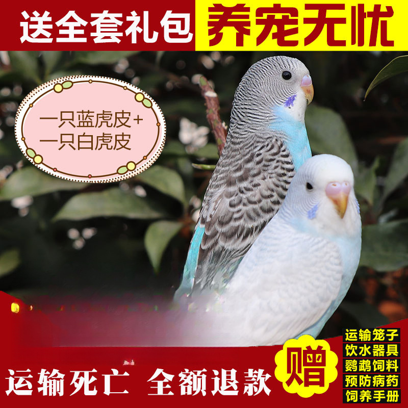 백호가죽 + 청호가죽 (Baoxue 말하기) 커플 매칭