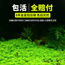 鱼缸造景水草前景爬地矮珍珠草坪迷你牛毛趴地日本珍珠草新手植物