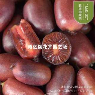 红心软枣猕猴桃苗大果南北方种盆栽地栽自花授粉软枣猕猴桃树果苗