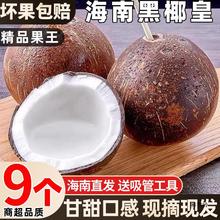 【9个装】海南牛奶黑椰皇 新鲜当季水果老椰子椰皇椰宝椰奶冻包邮