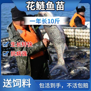 花鲢鱼苗淡水养殖大头鱼胖头鱼活体白鲢鱼鲫鱼本地草鱼苗黑皖鱼