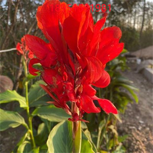 Hydroponic Soil Culture with Buds, Canna Seedlings, Canna Bulbs, Roots, Garden Canna Flower Seedlings, Green Plants