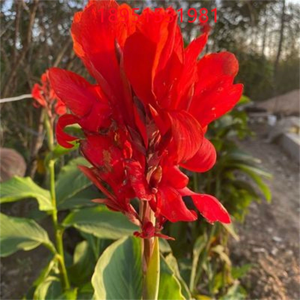 Гидропонная почвенная культура с бутонизирующимися саженцами Канны Семена Канны мяч Корень двор Саженцы цветов Канны озеленение растений