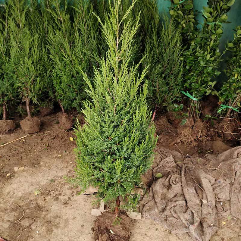 龙柏塔柏四季常青侧柏扁柏圆柏刺柏快柏松小苗清明松宝塔松柏树苗