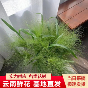 Fountain Grass Flowers Wholesale Group Purchase Yunnan Kunming Flower Shop Wedding Flower Water Flower Arrangement Flower Arrangement Bouquet with Flowers