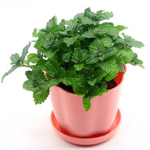 ���ɷN��ֲ�N�׻��_�����N���҃�ʳ��؈���Ի��ܾGֲ�ﻨ��