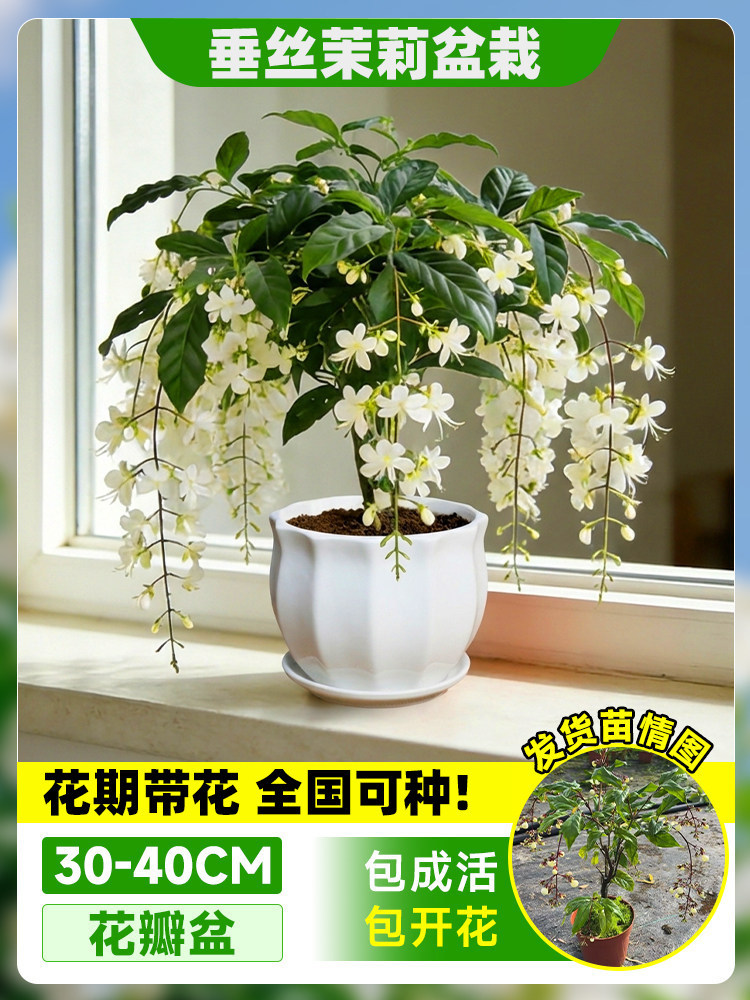 Flores de jazmín en maceta, flores de fragancia fina, fáciles de cultivar en interiores y exteriores, flores perennes ornamentales. image 10